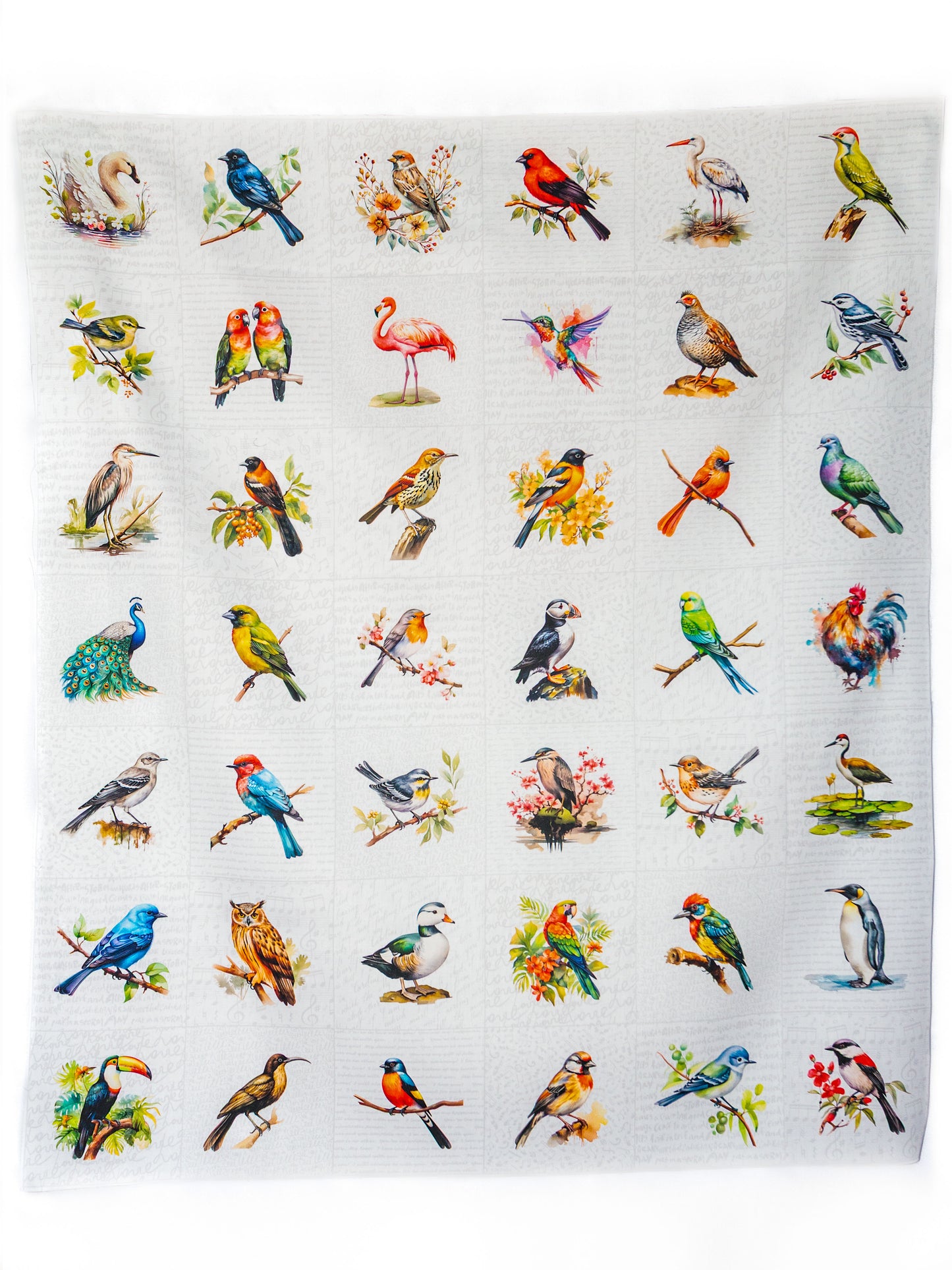 Birds