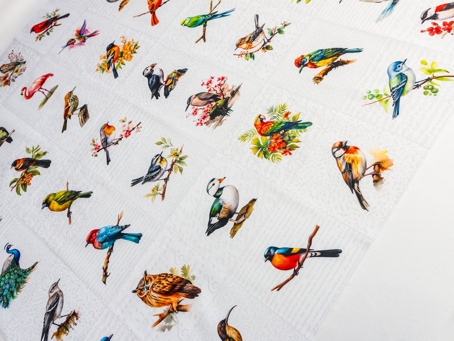 Birds